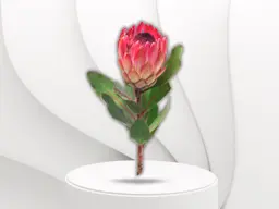 Protea