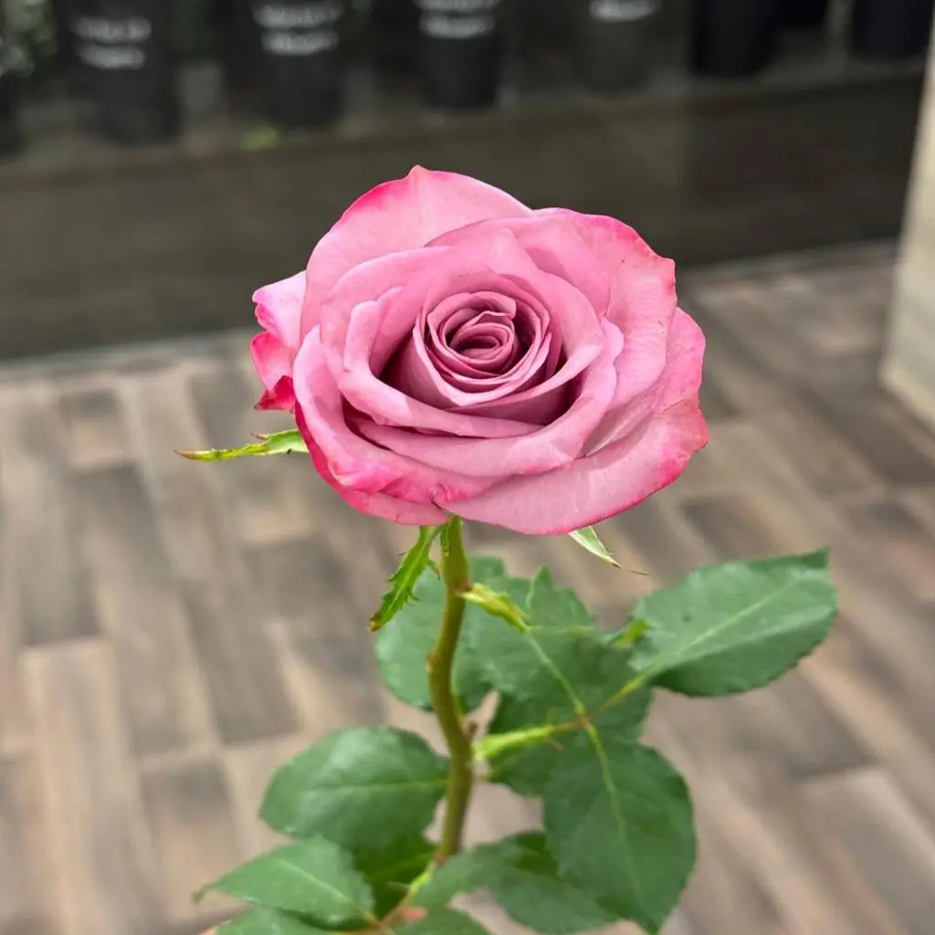 Mauve Double Color Rose
