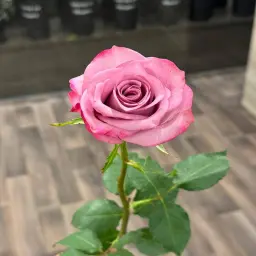 Mauve Double Color Rose