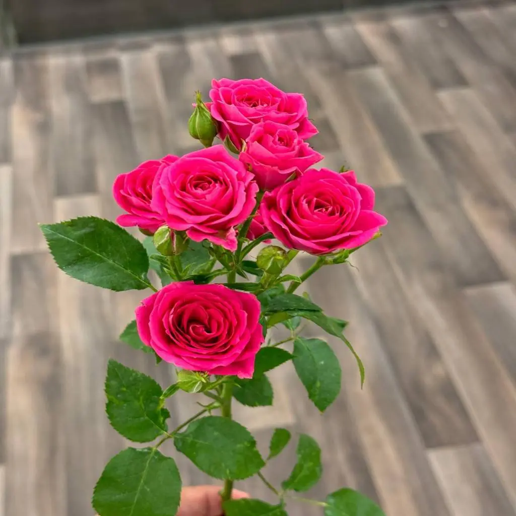 Fuchsia Baby Rose