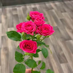 Fuchsia Baby Rose