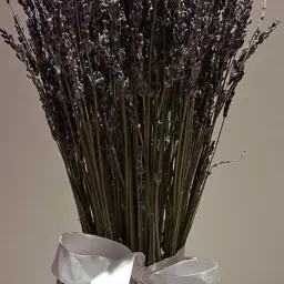 فازة لافندر