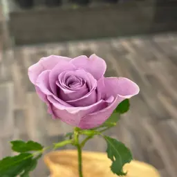 Mauve Rose