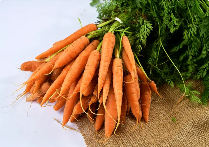 Carrot