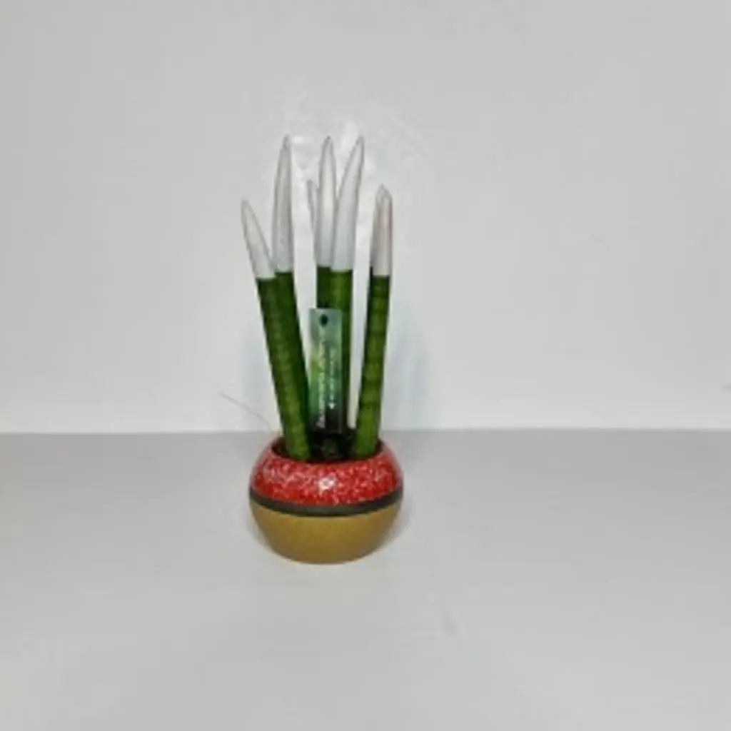 Dutch Sansevieria Plants with Luxury Pot 2