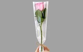 Pink rose