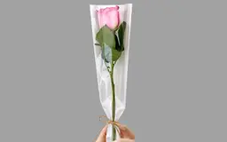 Pink rose