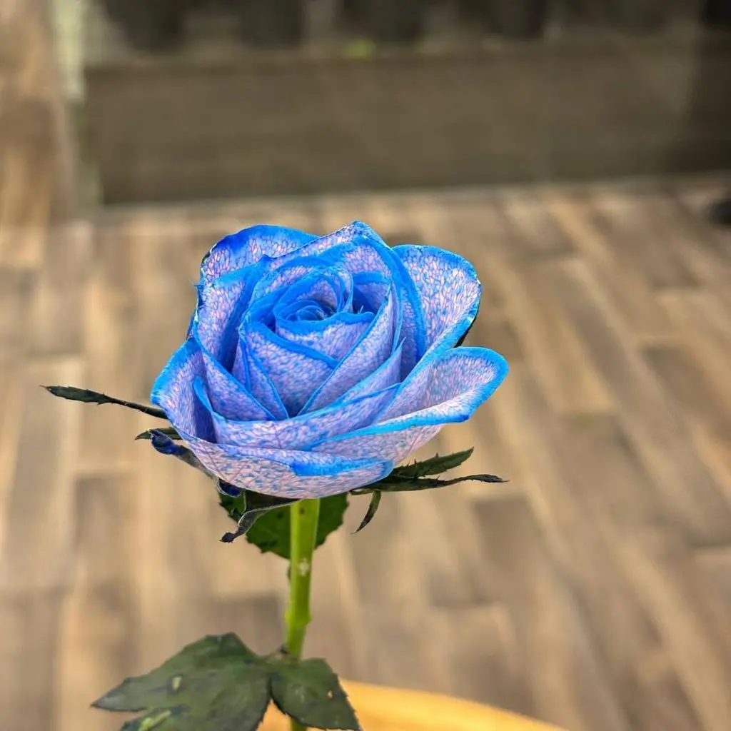 Blue Rose