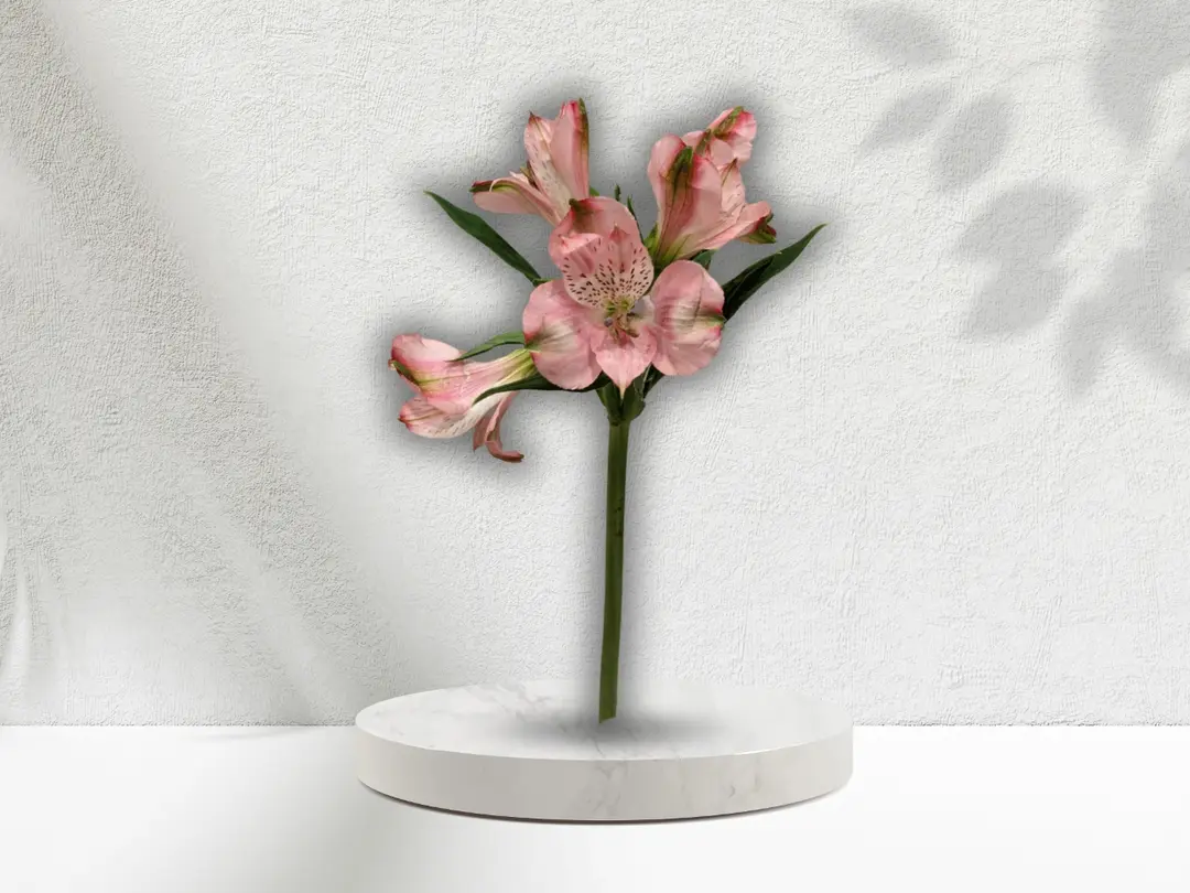 Alstroemeria