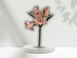 Alstroemeria