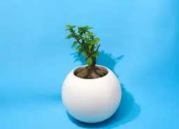 White Bonsai Vase 0201