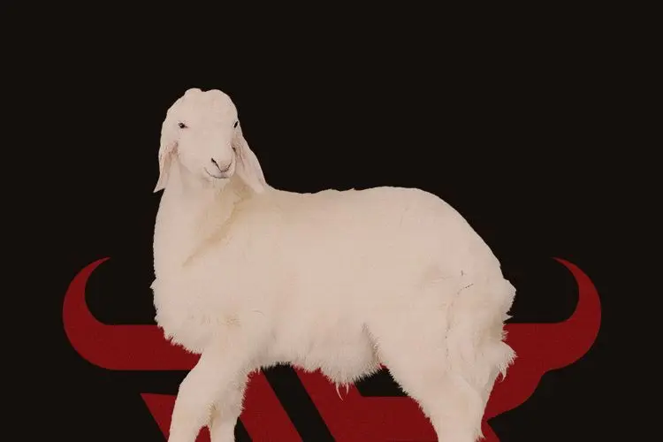 حري حبصي كبير
