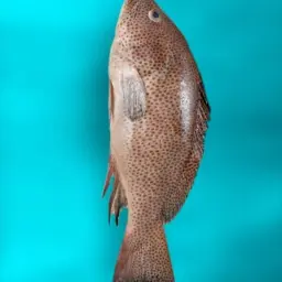 هامور