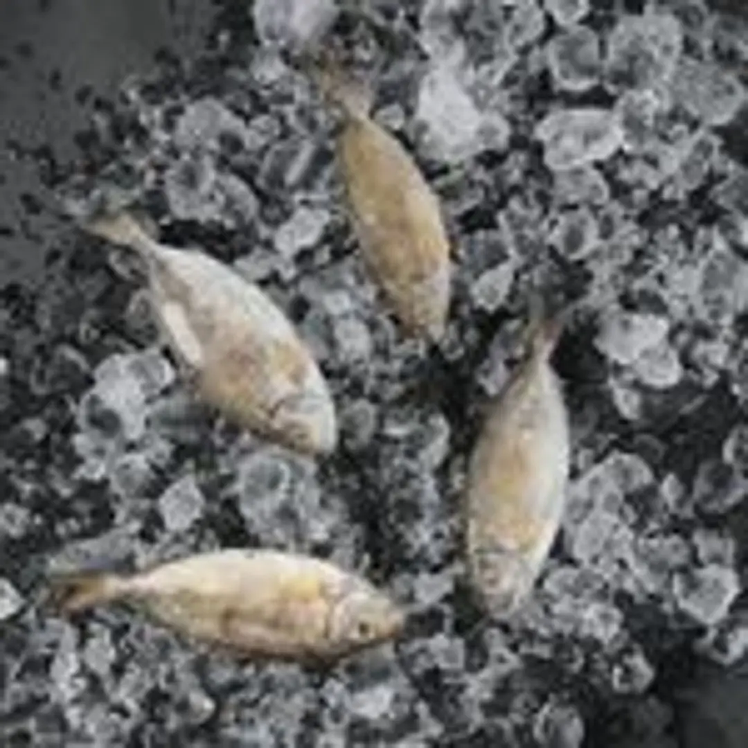 Sijan Fish Grilled