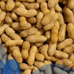 فول بالقشر بدون ملح