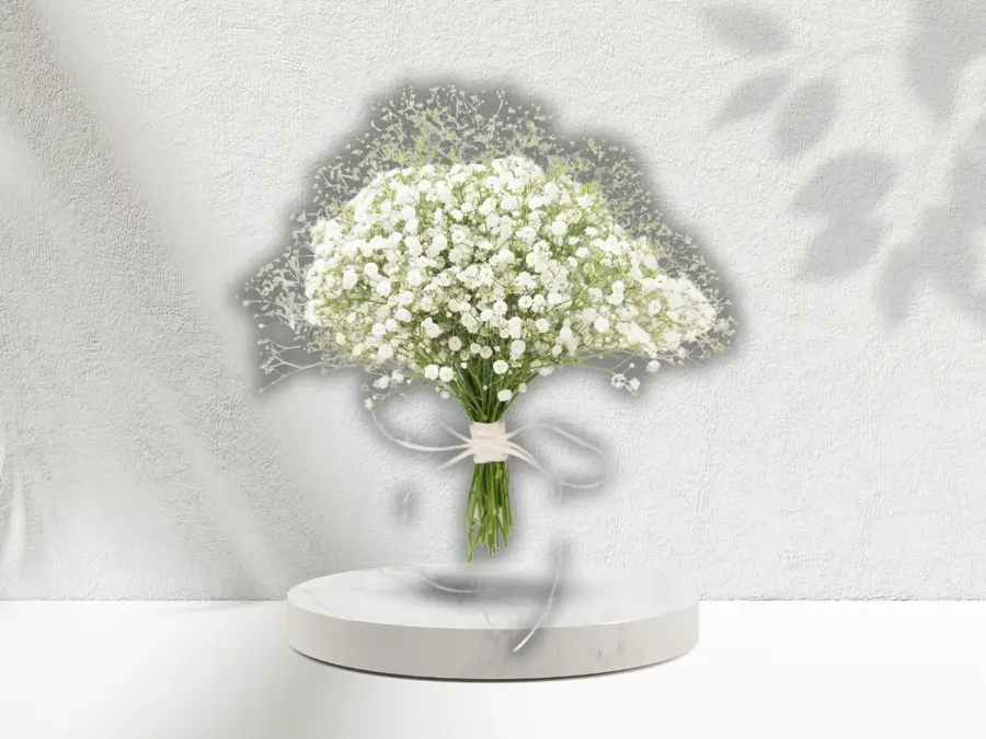 Gypsophilia