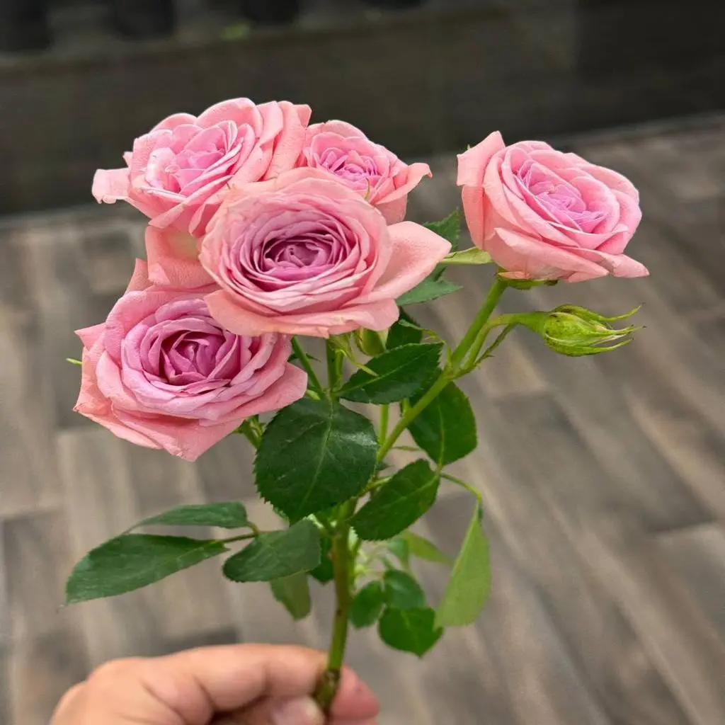 Pink Baby Rose Oud