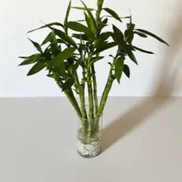 Dutch Bamboo Stick