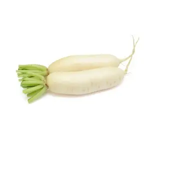 فجل ابيض