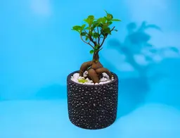 Graceful Bonsai Vase 0173