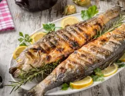 Egyptian Sea Bass