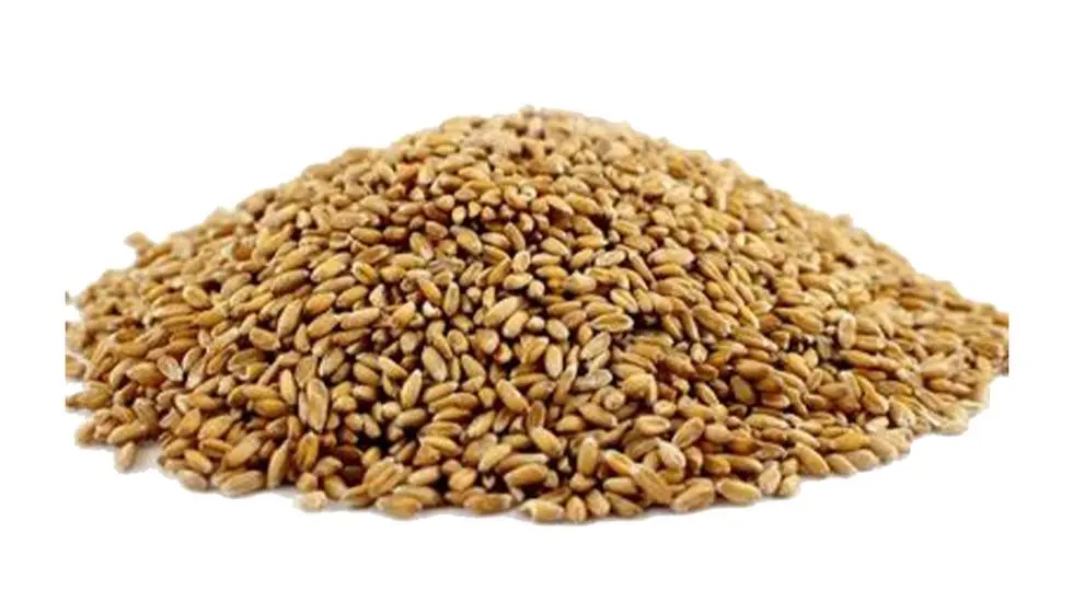 سمسم محمص