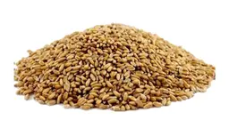 سمسم محمص
