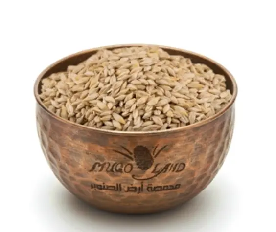 Baladi Barley R100