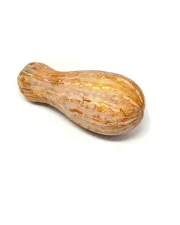 قرع بلدي حبة كبير