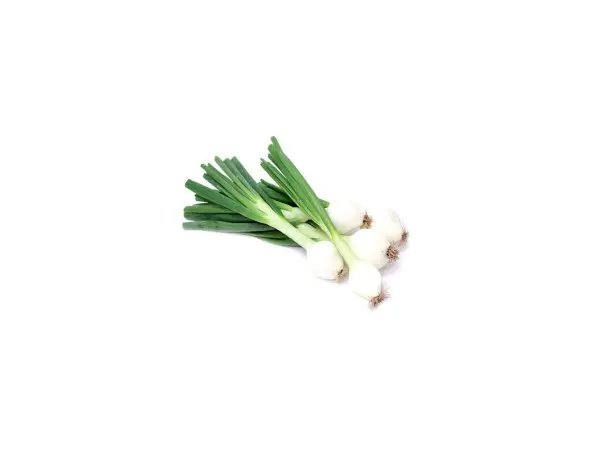 بصل اخضر