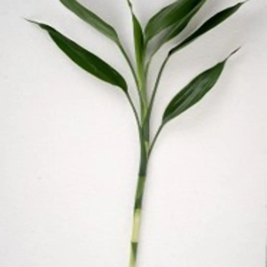 Bamboo Stalk