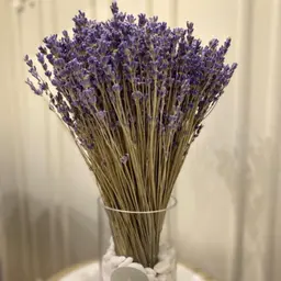 فازة اللافندر