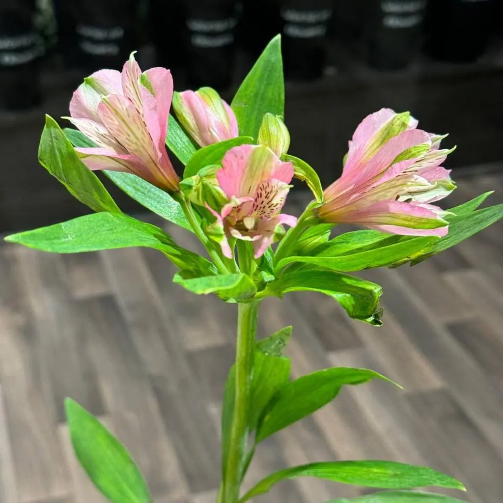 Stomeria Pink Oud