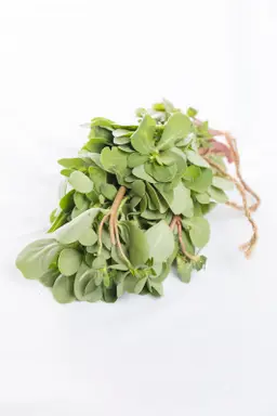 رجلة بالرابطه