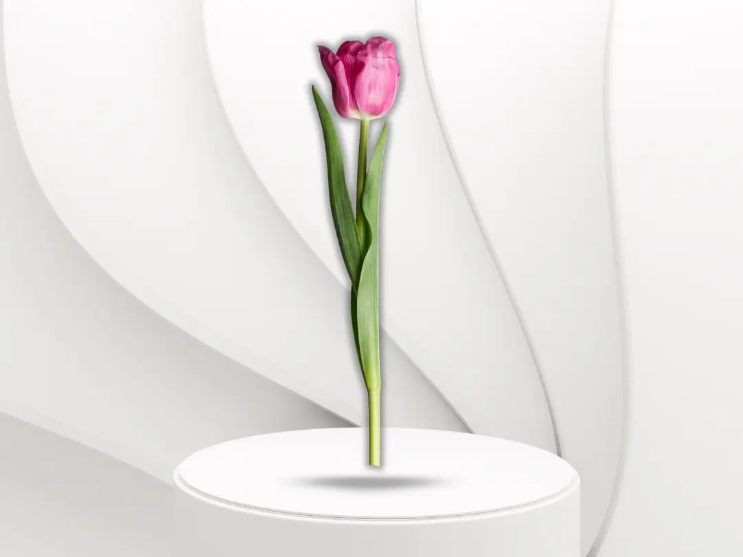 Tulip