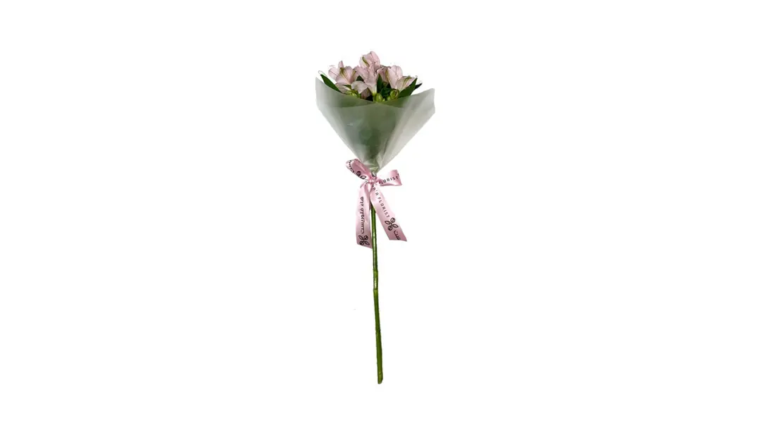 الستروميريا وردي