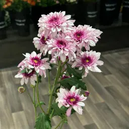 Mauve Double Cherry Oud