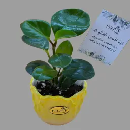 Peperomia Plant With Boss's Day Card