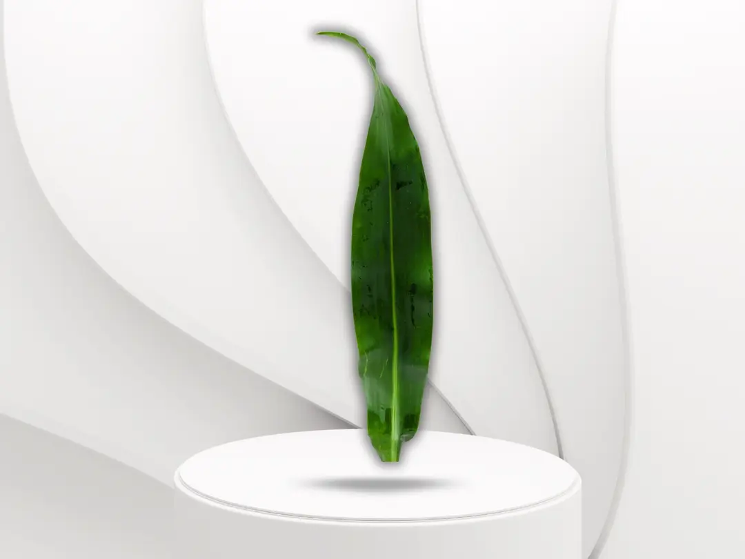Dracaena