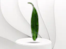 Dracaena