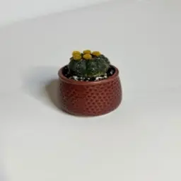 Dutch Natural Flowering Cactus with Luxury Pot