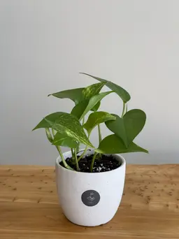 Pothos plant