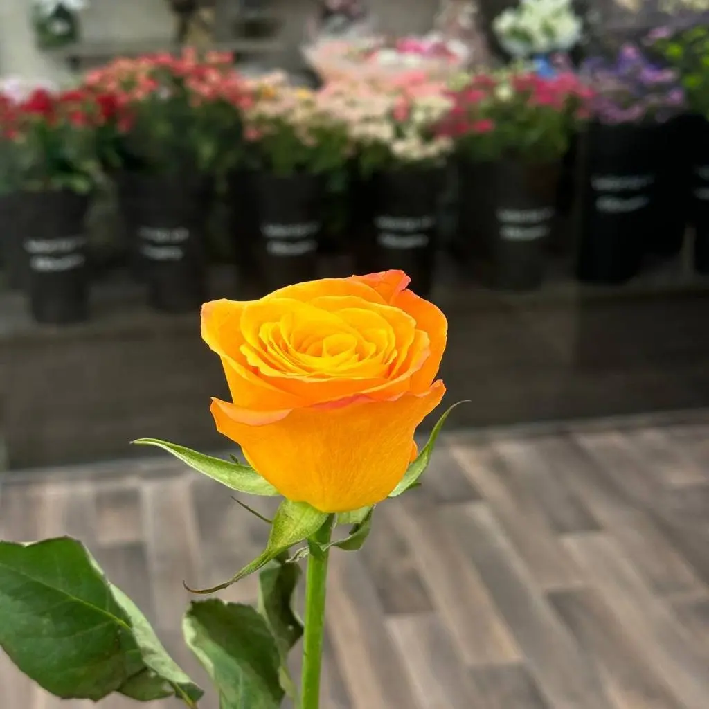 Orange Rose