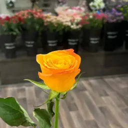 Orange Rose