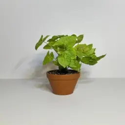 Natural Syngonium Plants with Luxury Pot