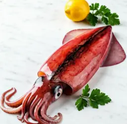 squid