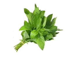 نعناع