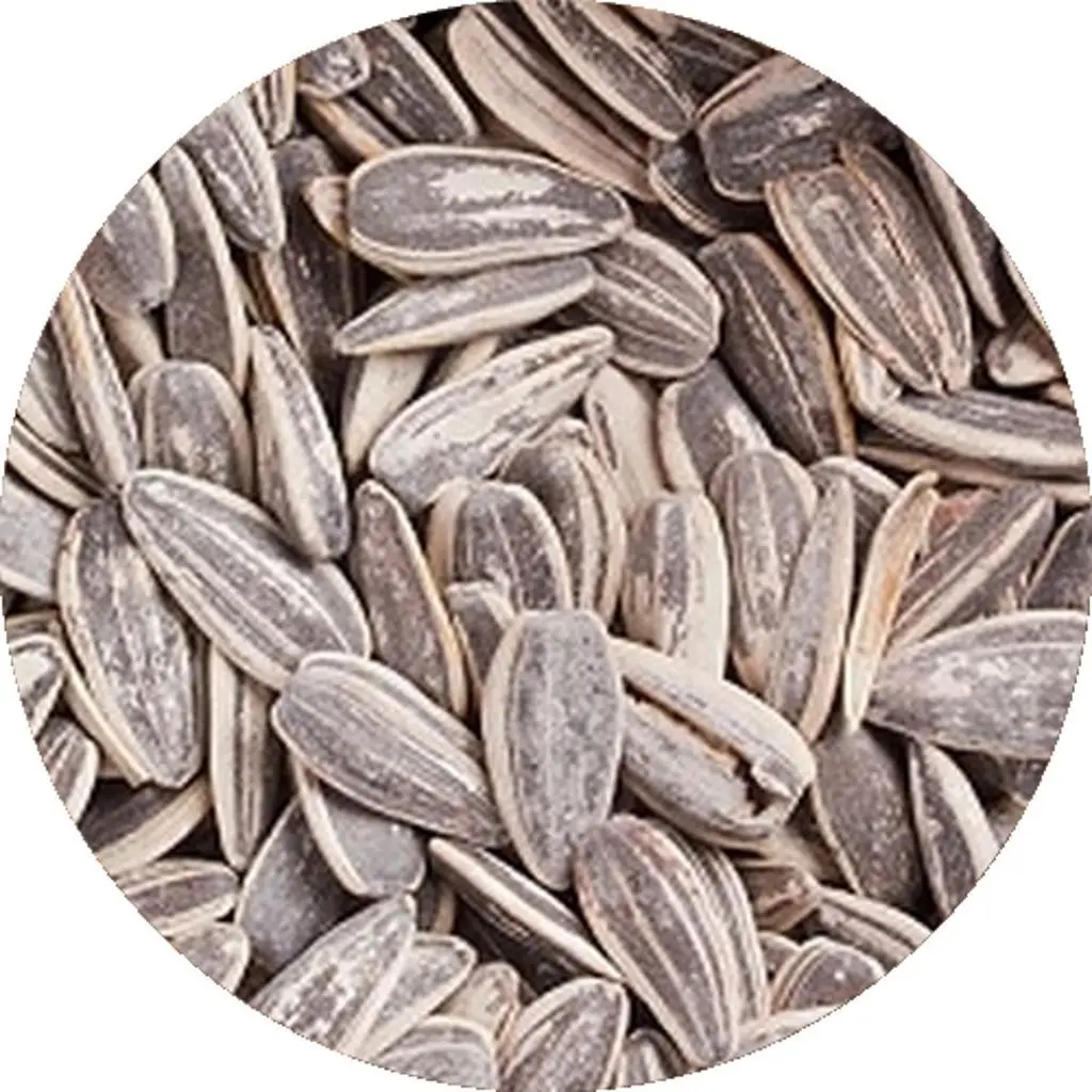 بذر شمس مالح