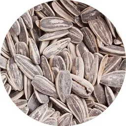 بذر شمس مالح
