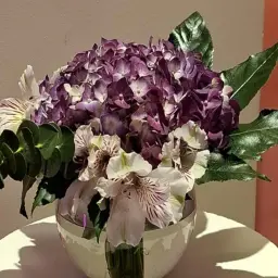 فازة الهيدرنجا